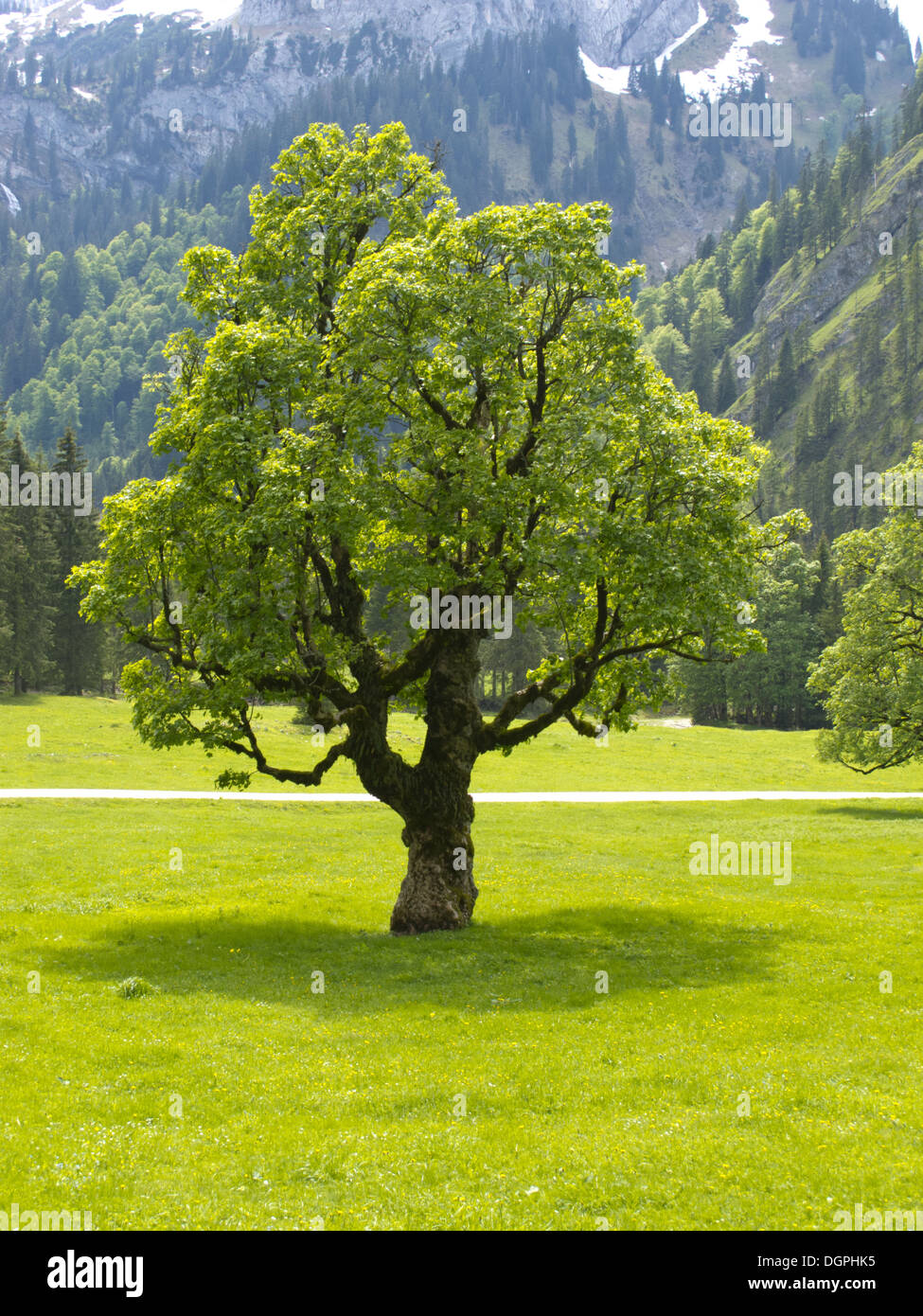 Seul old maple tree in meadow Banque D'Images