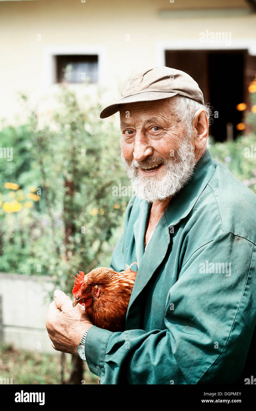 Farmer holding un poulet (Gallus gallus domesticus), Autriche, Europe Banque D'Images