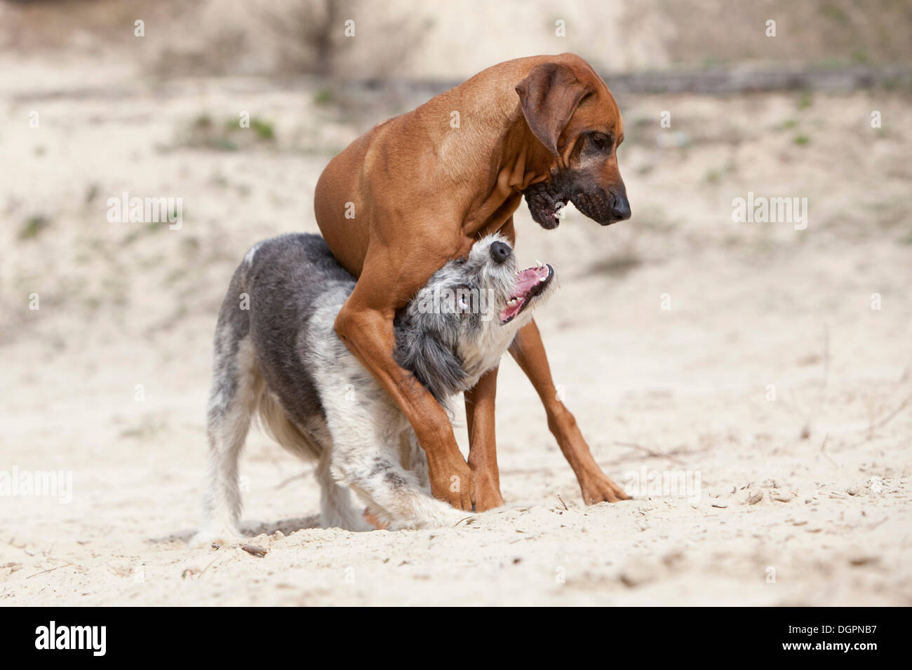 Le Rhodesian Ridgeback chien jouant avec un bâtard Briard Banque D'Images