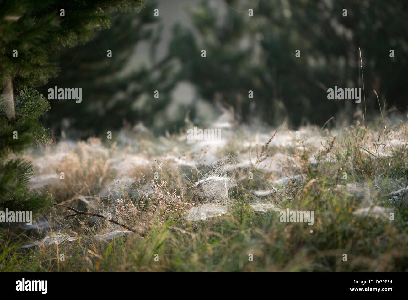 Des toiles d'araignées (nain des Agelenidae) sur une prairie de la rosée du matin, près de Wustermark, Brandebourg Banque D'Images