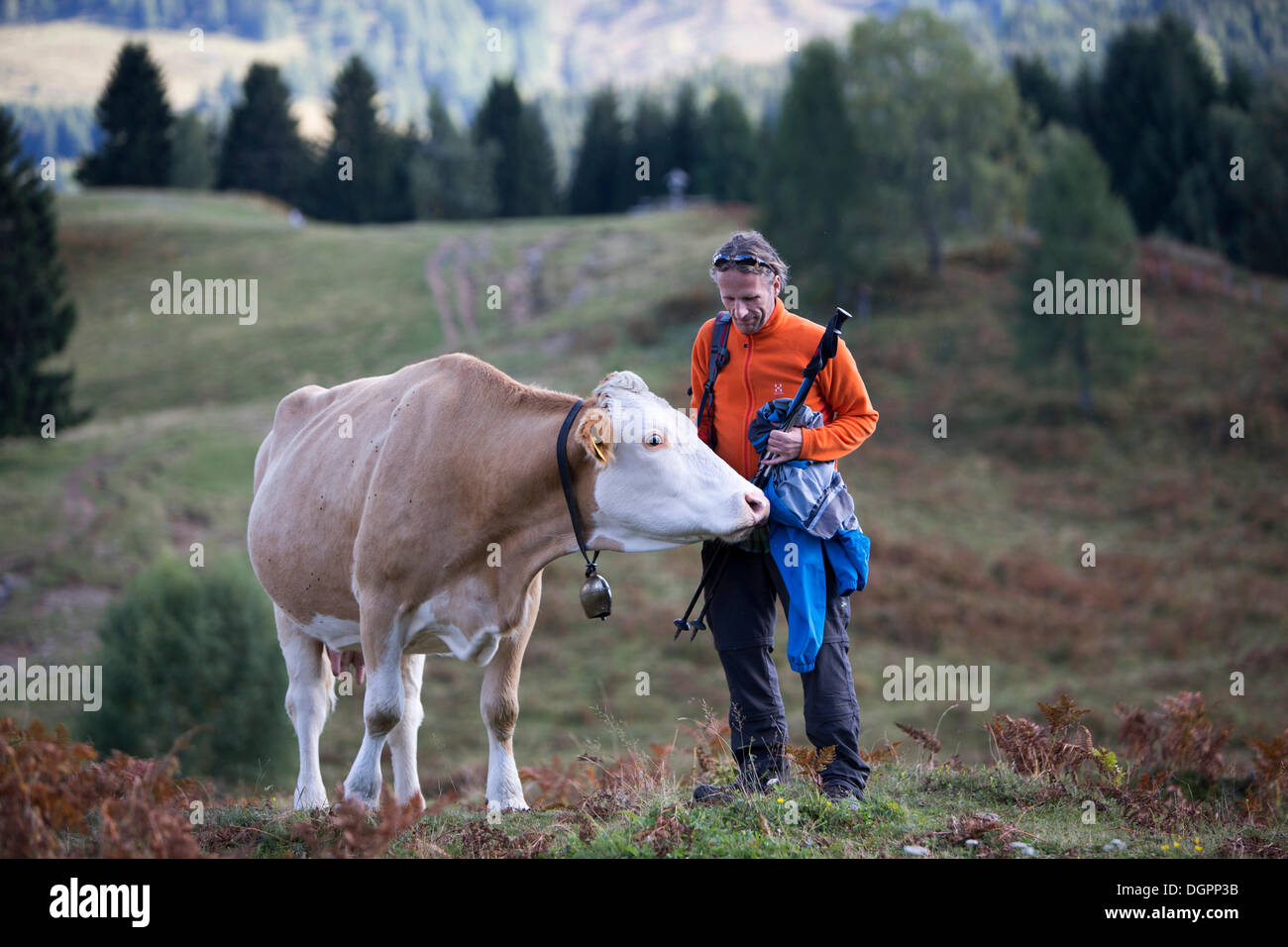 Homme debout dans une prairie alpine en essayant de garder une vache curieuse à une distance, Techendorf, Autriche, Europe Banque D'Images
