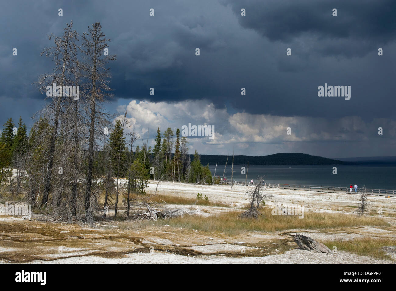 Thump West Geyser Basin, Parc National de Yellowstone, Wyoming, USA Banque D'Images