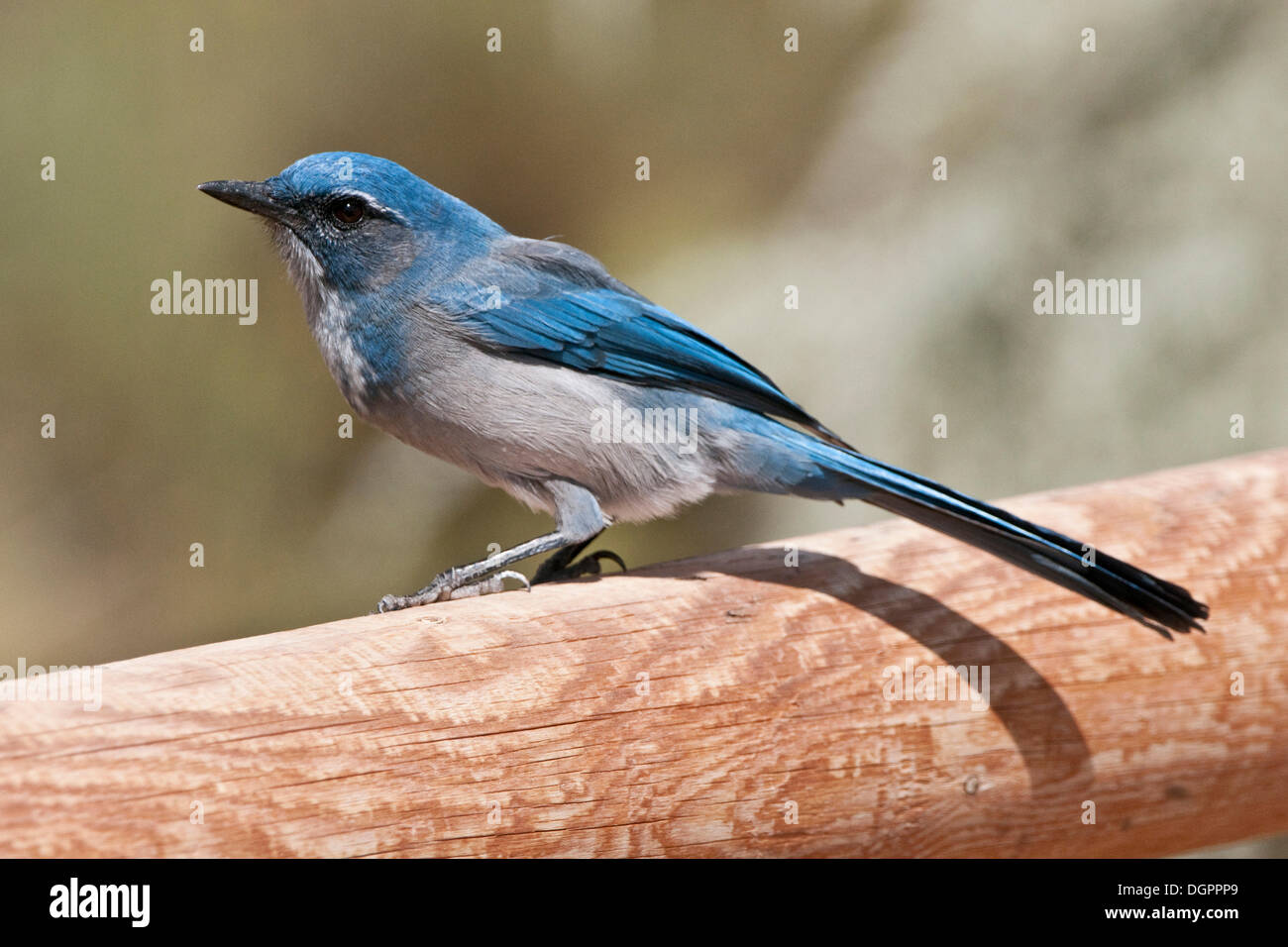 Le geai bleu (Cyanocitta cristata), Arches National Park, Utah, USA Banque D'Images