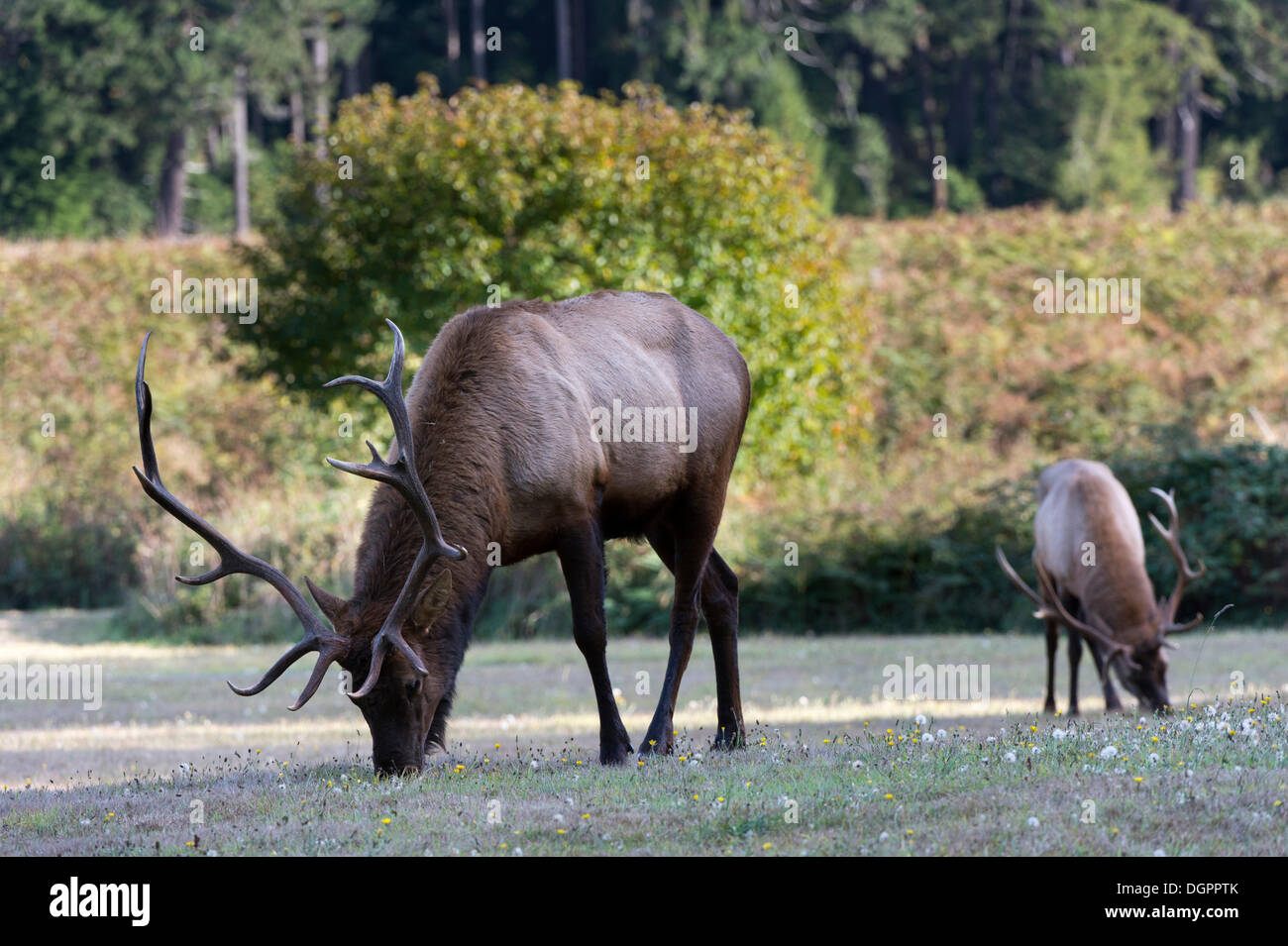 Le wapiti de Roosevelt ou olympique le wapiti (Cervus canadensis roosevelti), Région de Prairie Creek, Redwood, Crescent City, Californie Banque D'Images