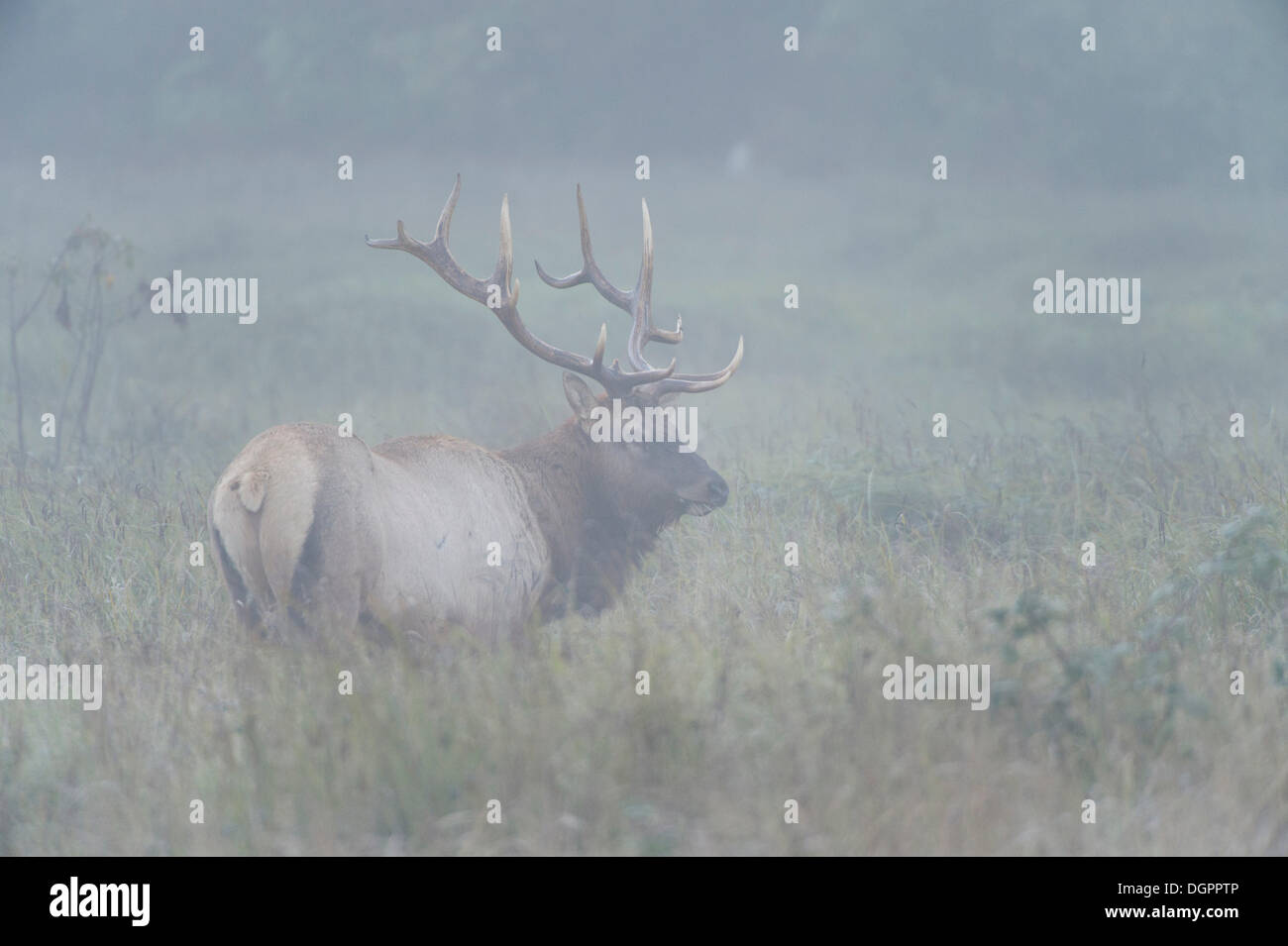 Le wapiti de Roosevelt ou olympique le wapiti (Cervus canadensis roosevelti), dans le brouillard, Région de Prairie Creek, Redwood, Crescent City, Californie Banque D'Images