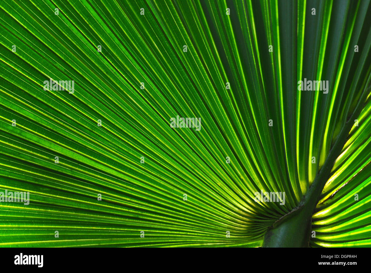 Structure en forme de feuille d'un palmier (Arecaceae), ihla Grande, Brésil, Amérique du Sud Banque D'Images Structure en forme de feuille d'un palmier (Arecaceae), ihla Grande, Brésil, Amérique du Sud Banque D'Images