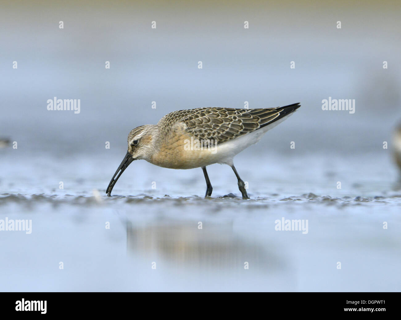 - Calidris ferruginea Curlew Sandpiper Banque D'Images