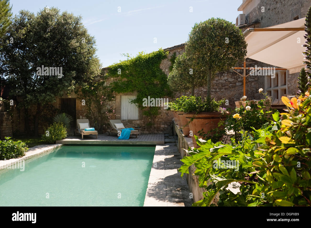 Piscine extérieure avec terrasse en bois et d'oliviers en pot de chambre provençale Banque D'Images