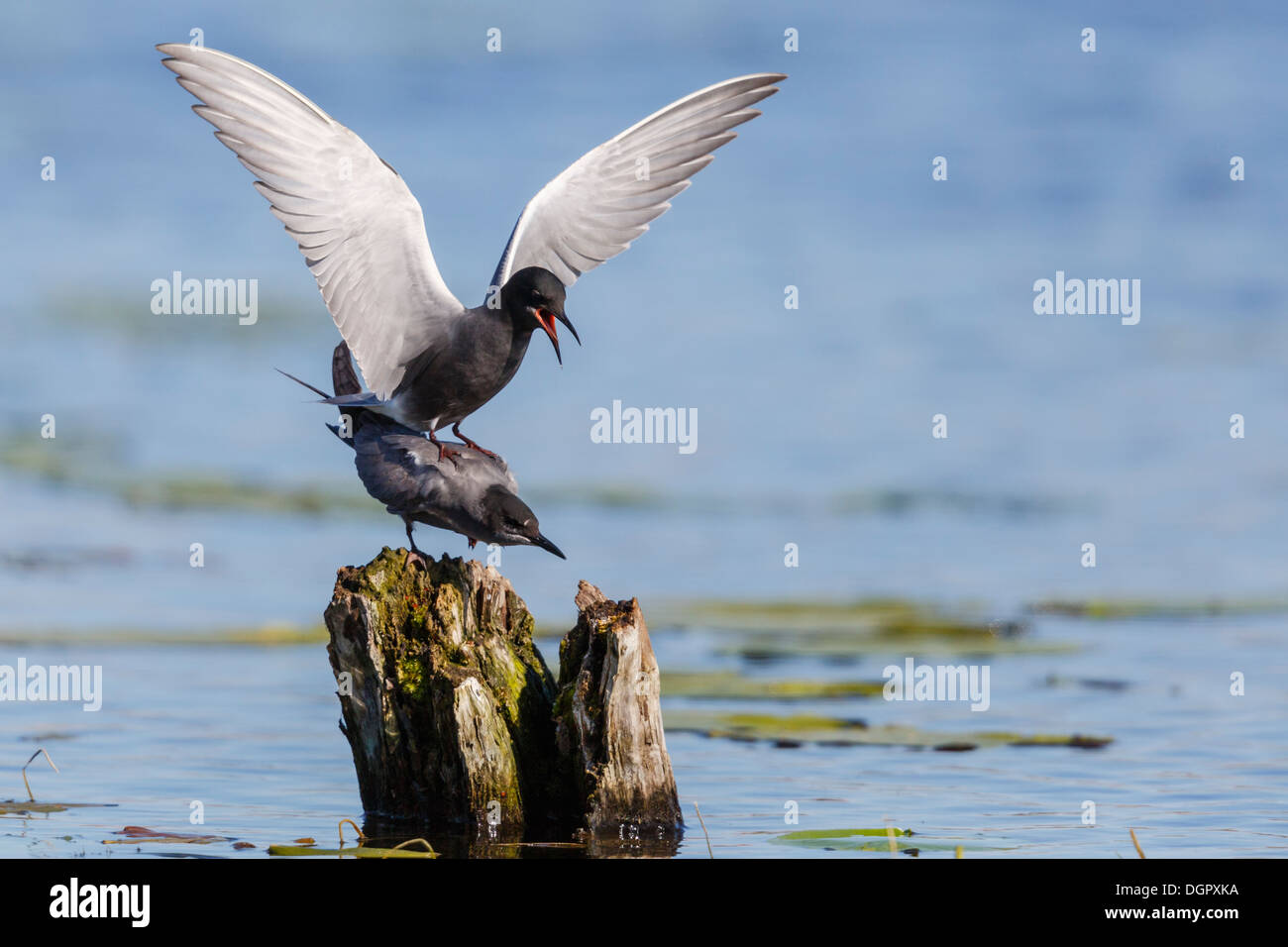 Guifette noire - Chlidonias niger Banque D'Images