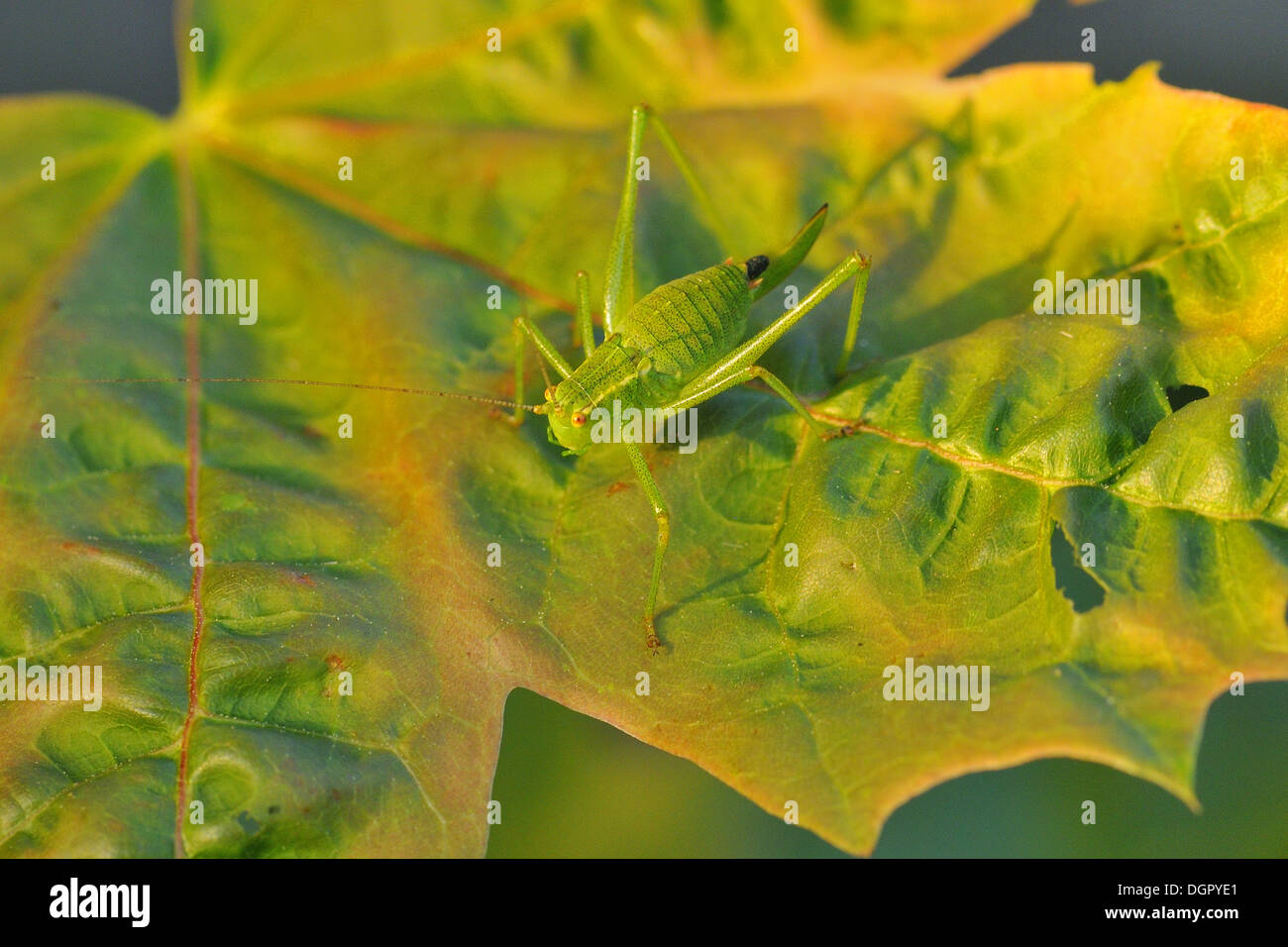 Orthoptera Banque D'Images