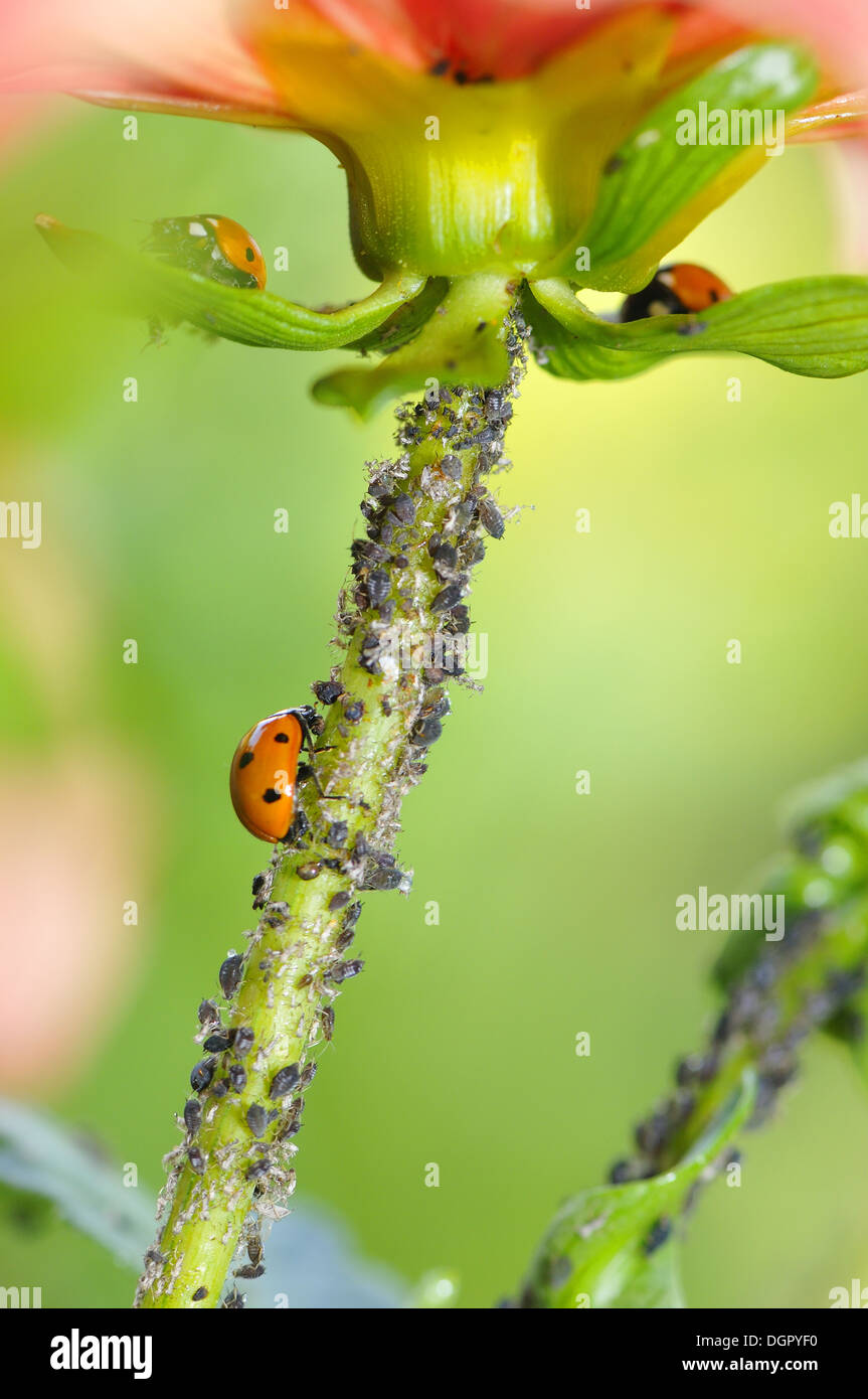 Coccinellidae Banque D'Images