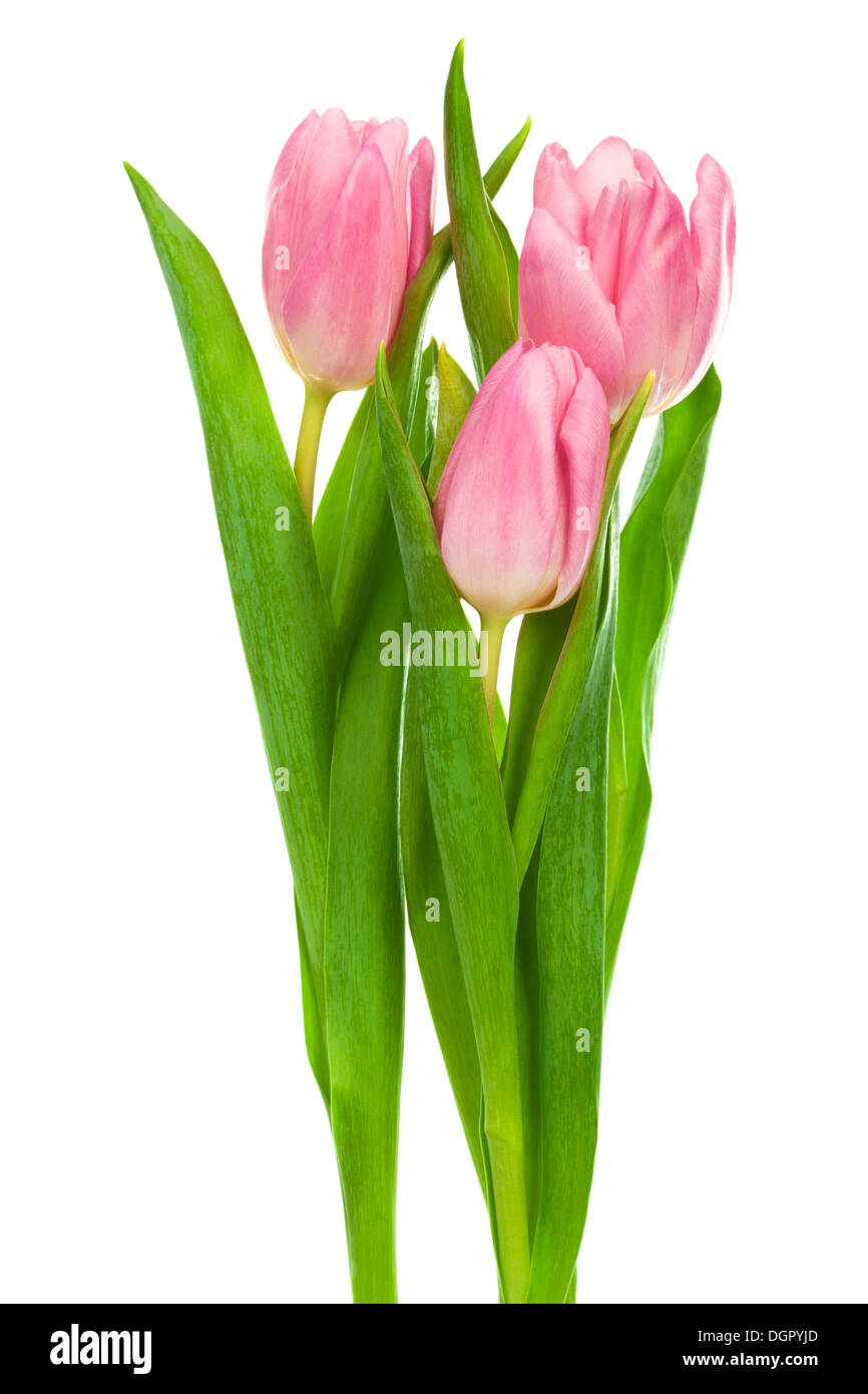 Trois tulipes roses Banque D'Images