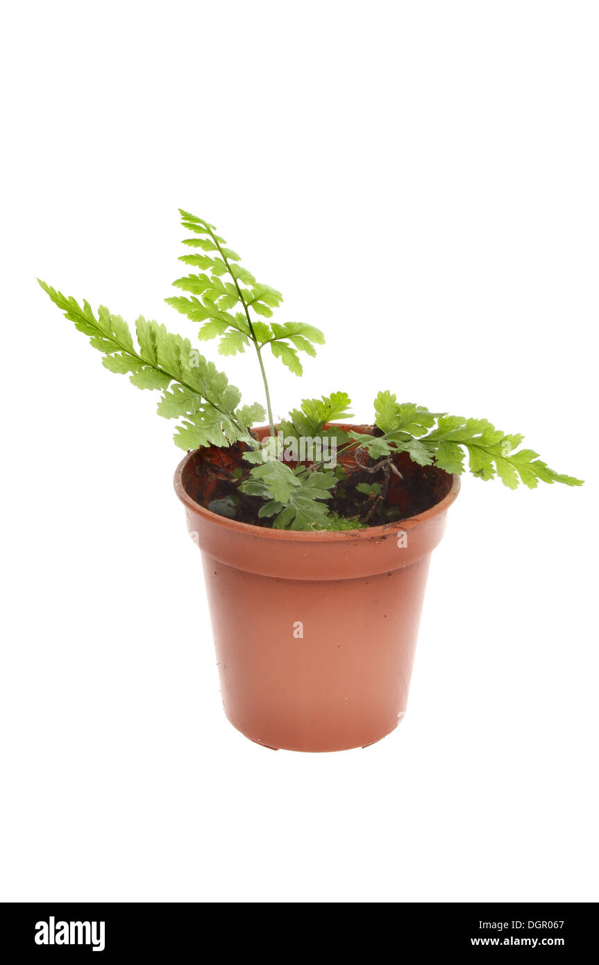 Fougère jeune plante dans un pot blanc isolé contre Banque D'Images