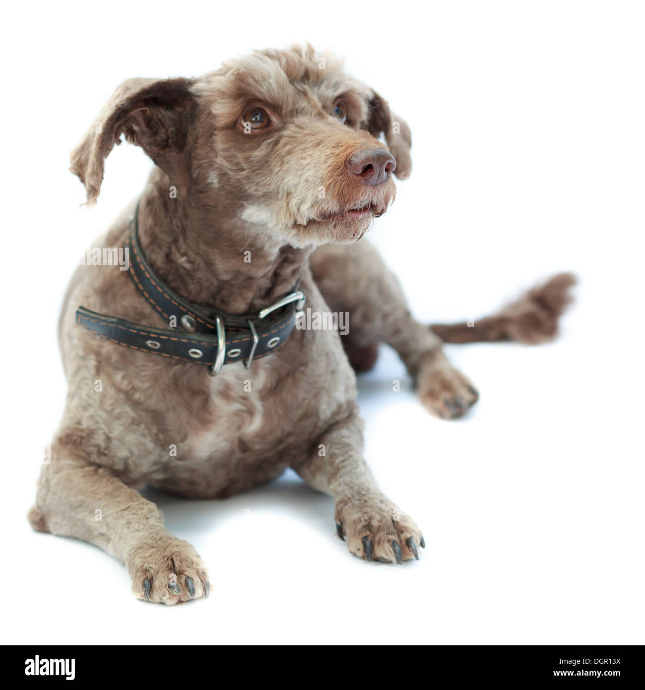 Chien domestique ​​(Lakeland terrier) avec un collier. Banque D'Images