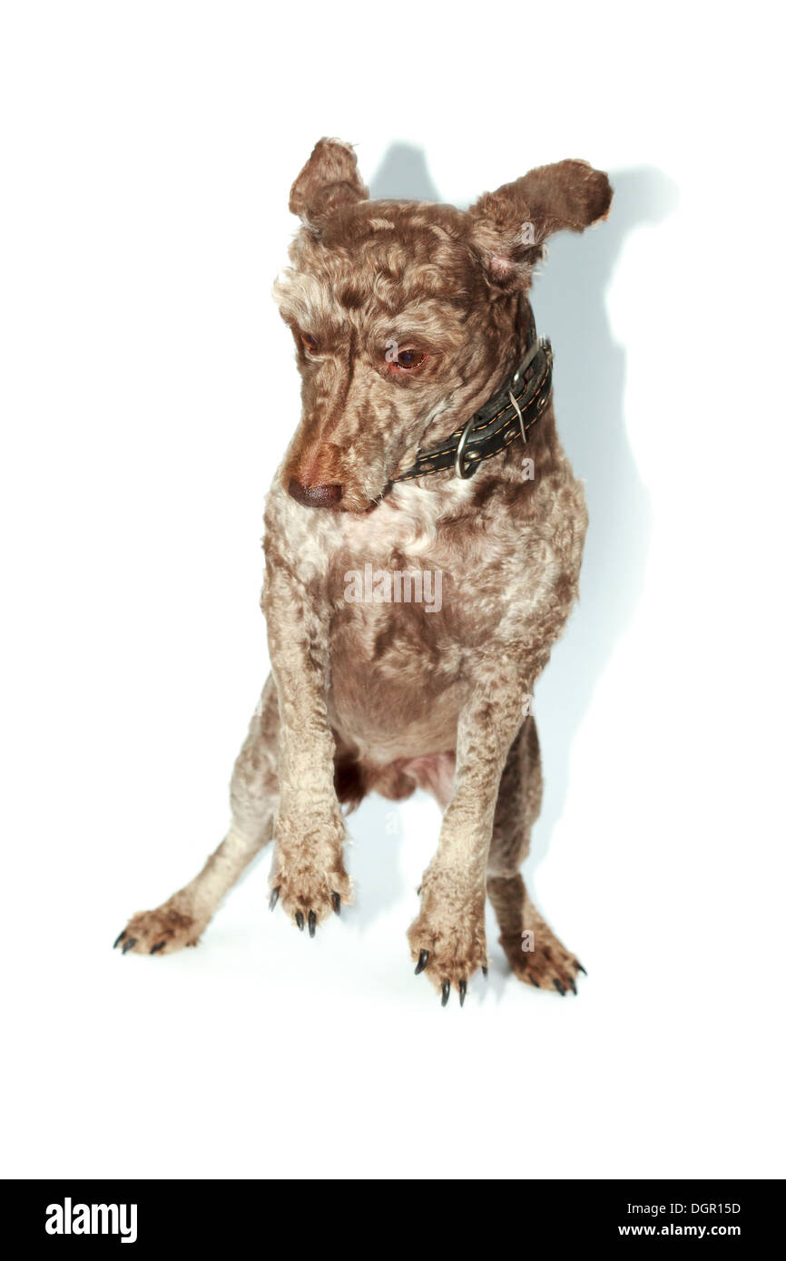 Chien domestique ​​(Lakeland terrier) avec un collier. Banque D'Images