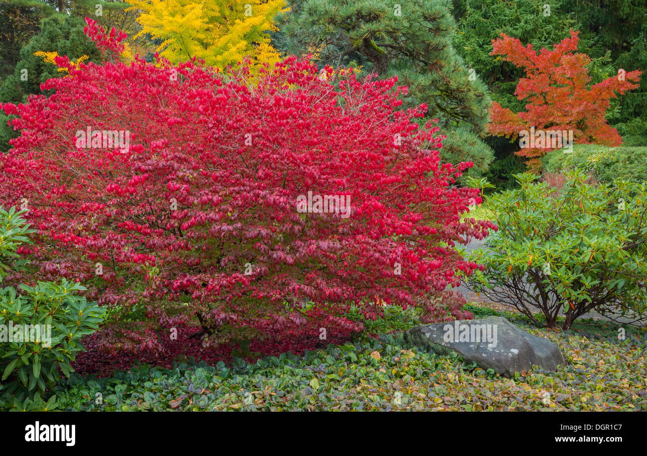 Jardins de Kubota, Seattle, WA : feuilles d'automne de Burning Bush (Euonymus alatus) accentue un lit de jardin. Banque D'Images