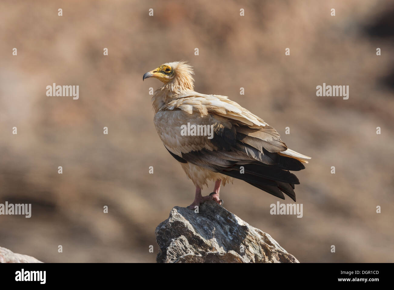 Percnoptère - Neophron percnopterus Banque D'Images