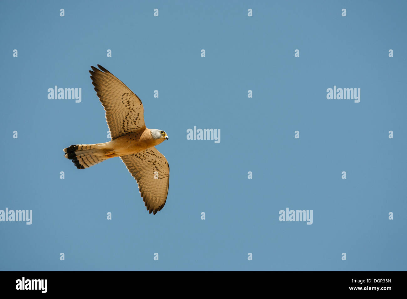 - Faucon crécerellette Falco naumanni Banque D'Images