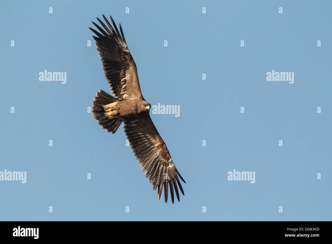 L'aigle pomarin Aquila pomarina - Banque D'Images