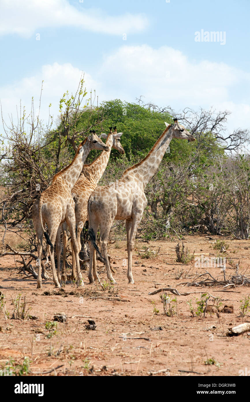 Angola 3 girafes ( Giraffa camelopardalis Angolensis ) debout dans un tour de girafes, Chobe national park, Botswana, Africa Banque D'Images