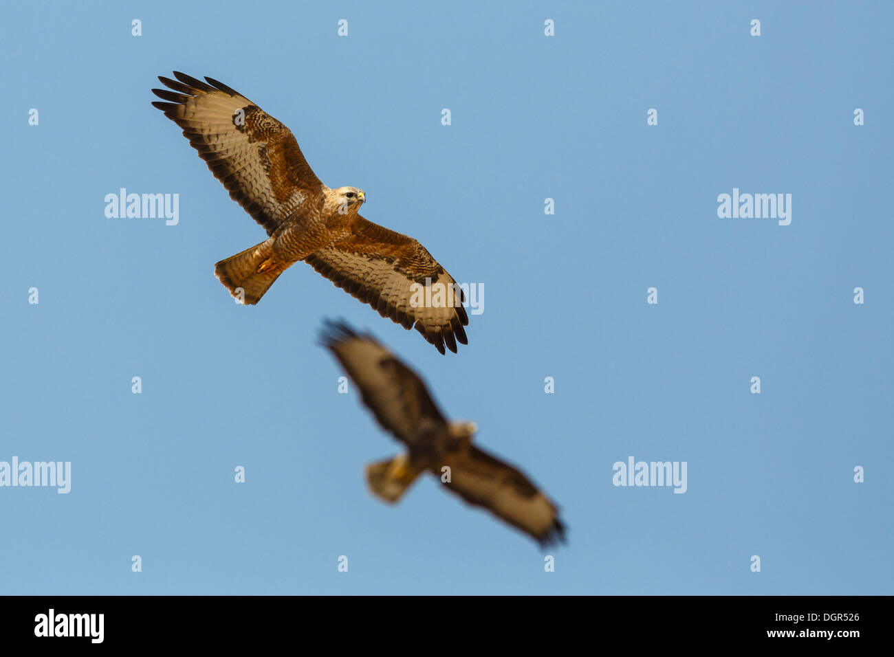 Buse des steppes Buteo buteo vulpinus - Banque D'Images