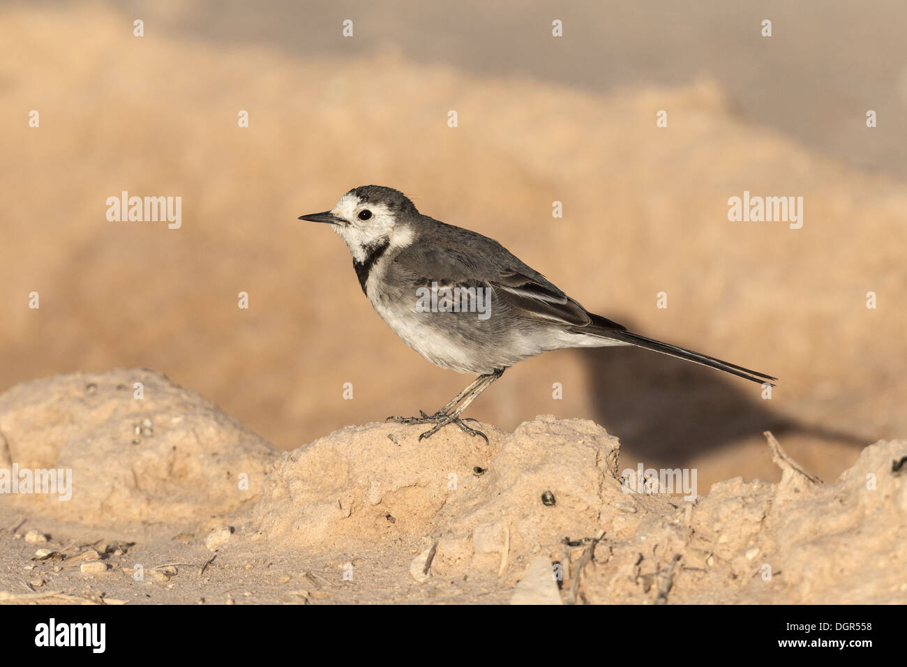 La Bergeronnette grise Motacilla alba alba Banque D'Images