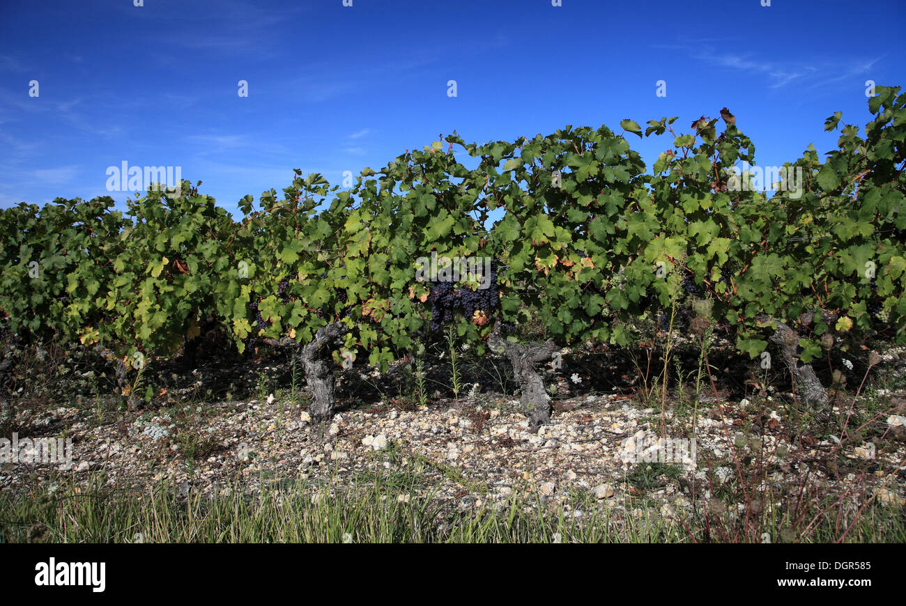 Les raisins noirs en grappes suspendues à vignes en Touraine près de vignoble dans la vallée de la Loire Blere Banque D'Images