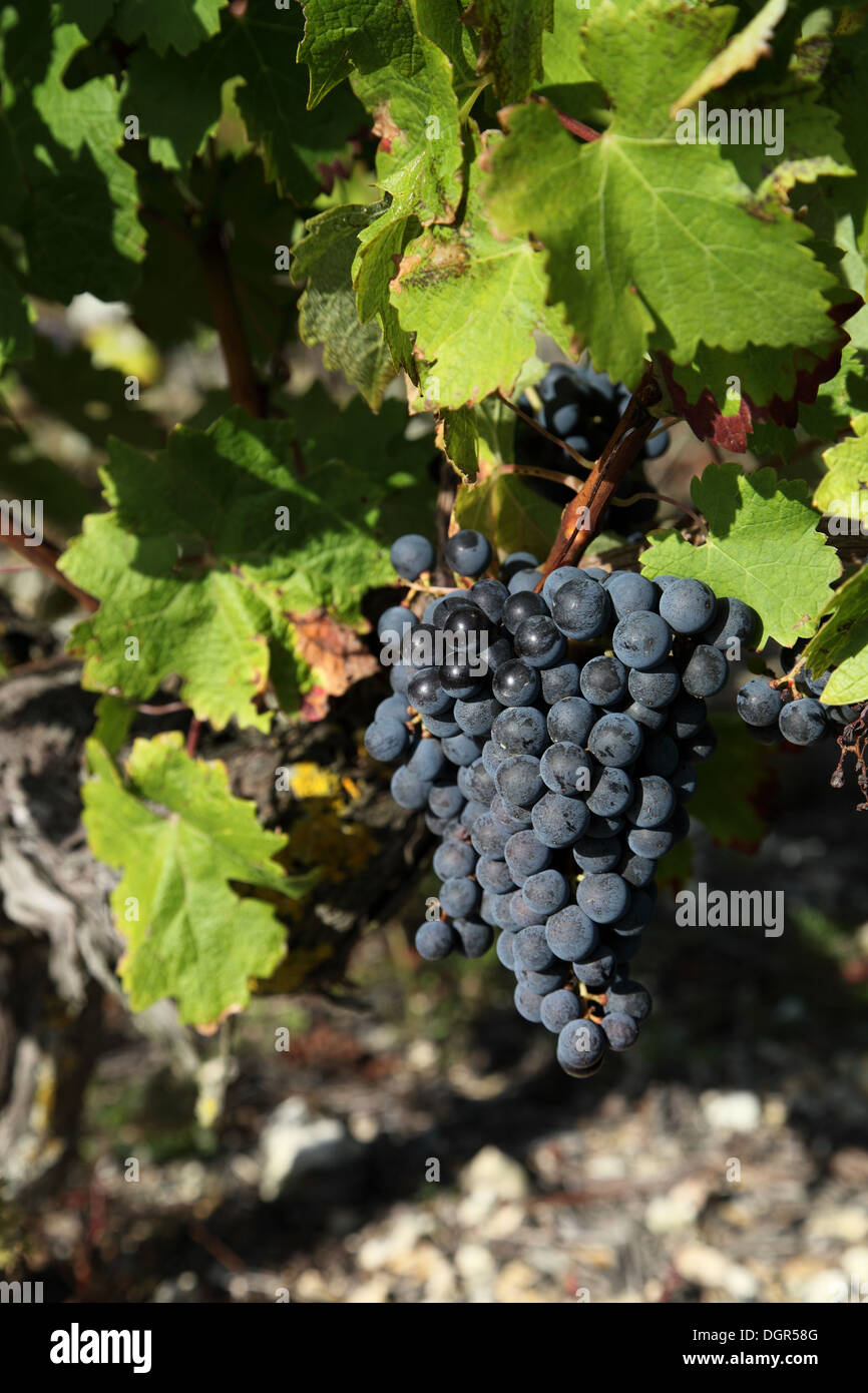 Les raisins noirs en grappes suspendues à vignes en Touraine près de vignoble dans la vallée de la Loire Blere Banque D'Images