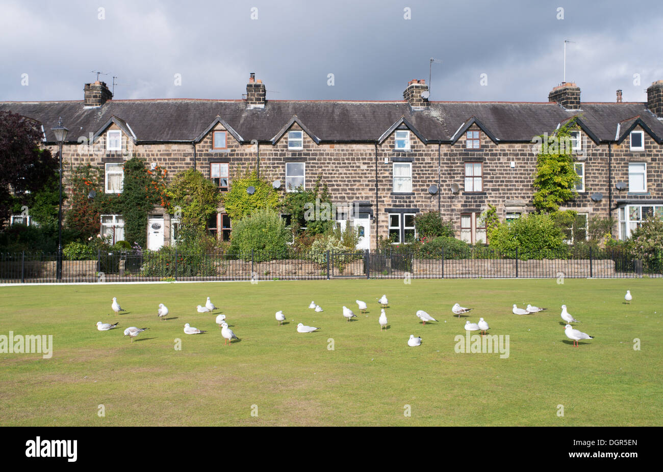 Mouettes sur herbe avant l'Avenue Du Pont, d'une terrasse de maisons en pierre de Otley, Yorkshire, Angleterre, Royaume-Uni Banque D'Images