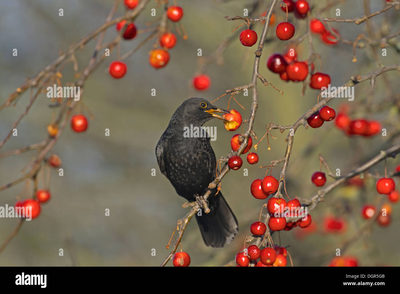 Blackbird Turdus merula - Mâle Banque D'Images