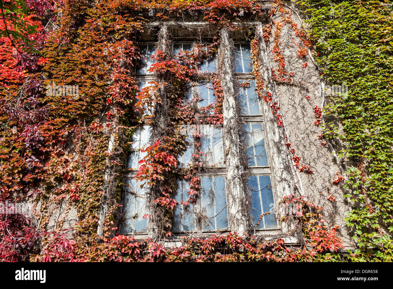 Le rouge et le vert de lianes et de plantes couvrir les fenêtres d'un bâtiment ancien en automne - Berlin Banque D'Images