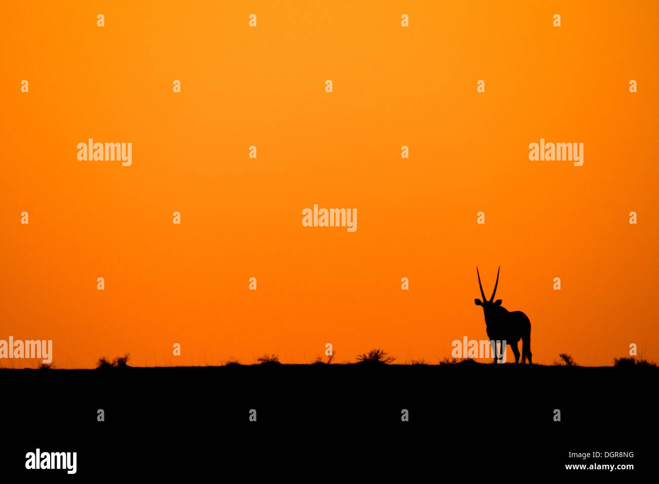 Un oryx dans un coucher de soleil Banque D'Images