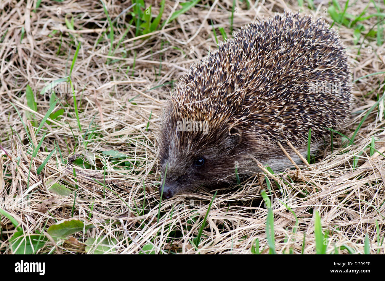 Hedgehog dans une herbe Banque D'Images