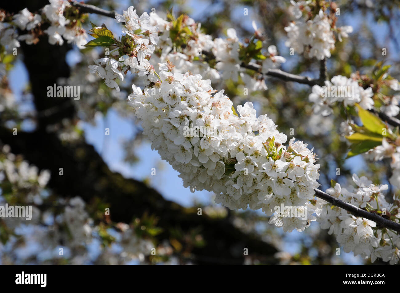 Sweet Cherry Banque D'Images