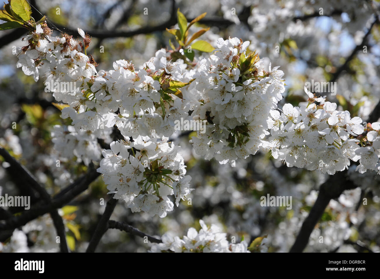 Sweet Cherry Banque D'Images