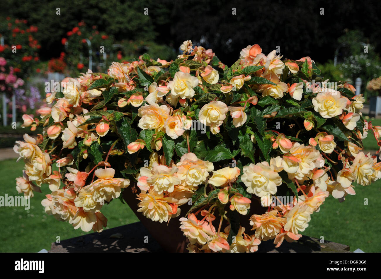 Begonia x tuberhybrida Banque D'Images
