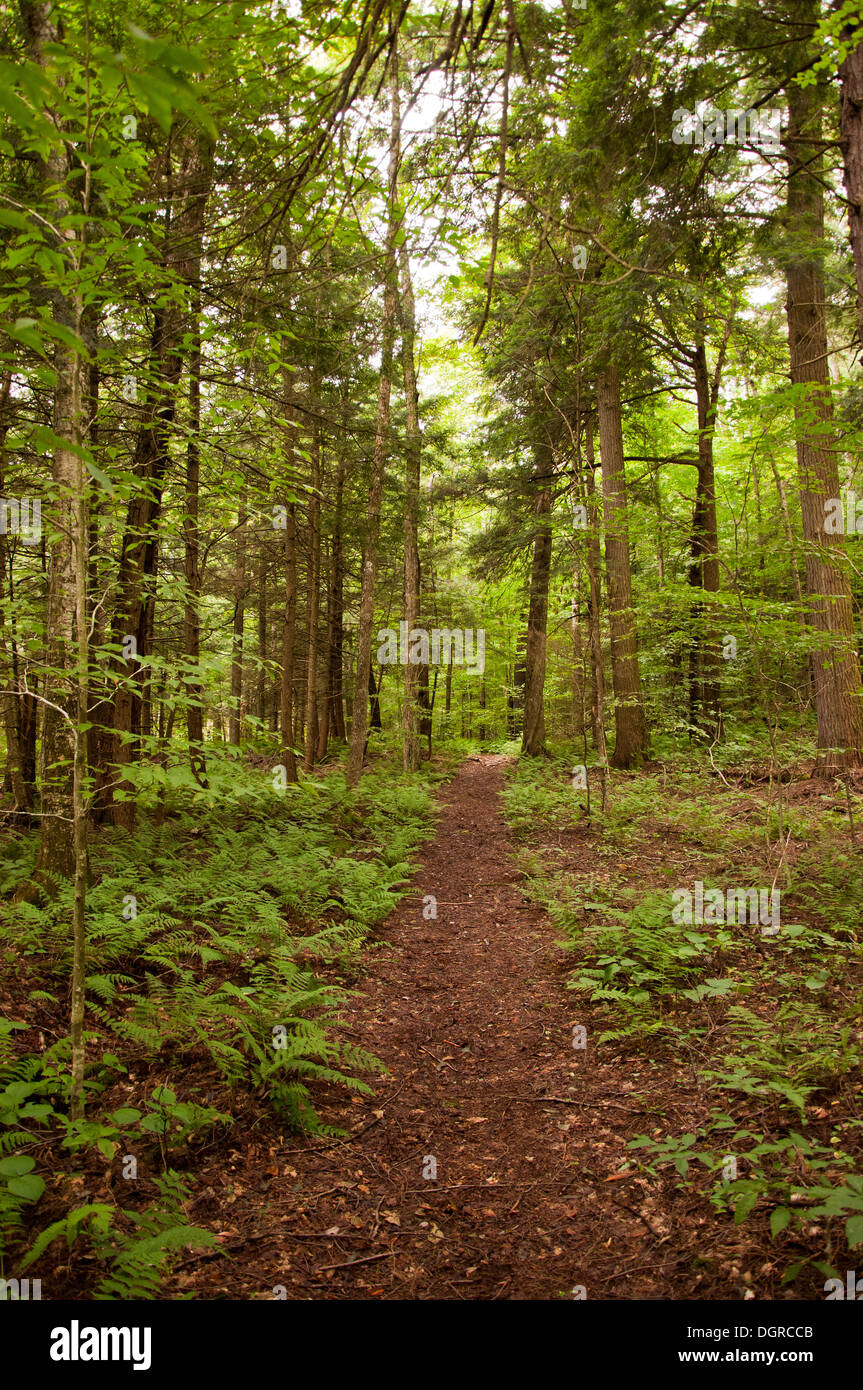 Chemin à travers les arbres forestiers et de fougères Banque D'Images