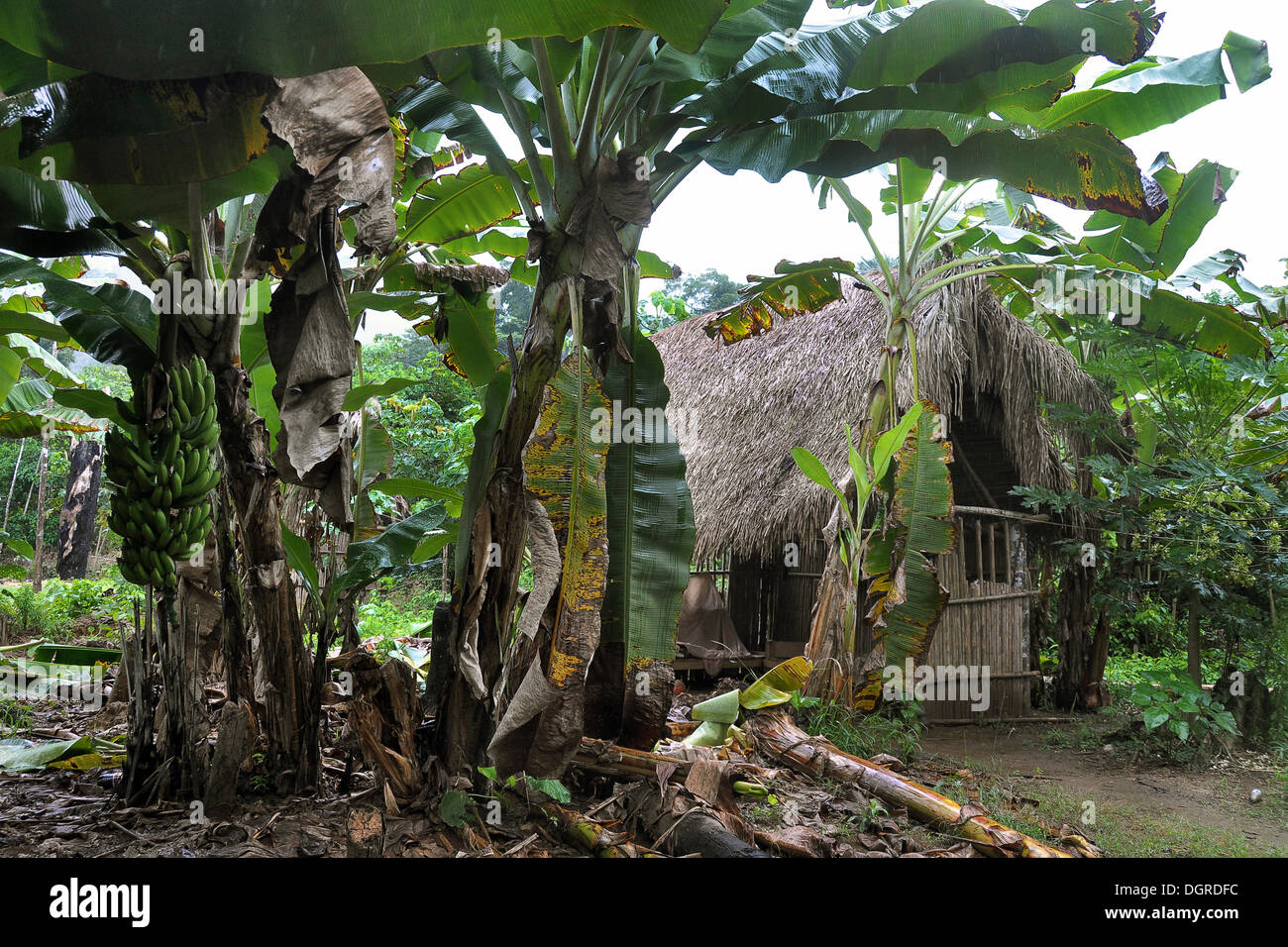 Cabane en bois, village indien, Amazonie, Brésil, Amérique du Sud Banque D'Images