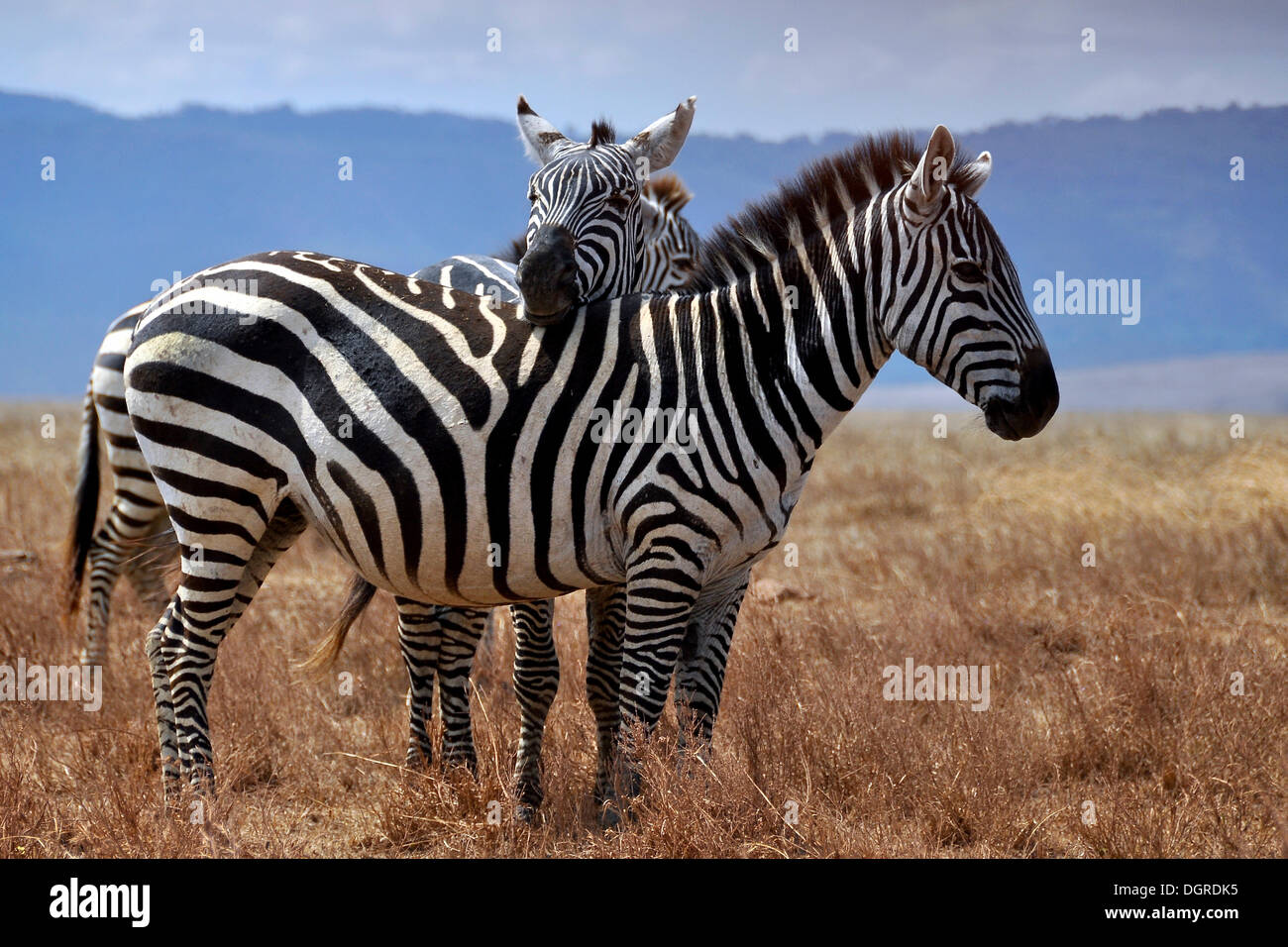 Zebra (Equus quagga) mettre la tête sur l'autre le dos, Serengeti, Tanzania, Africa Banque D'Images