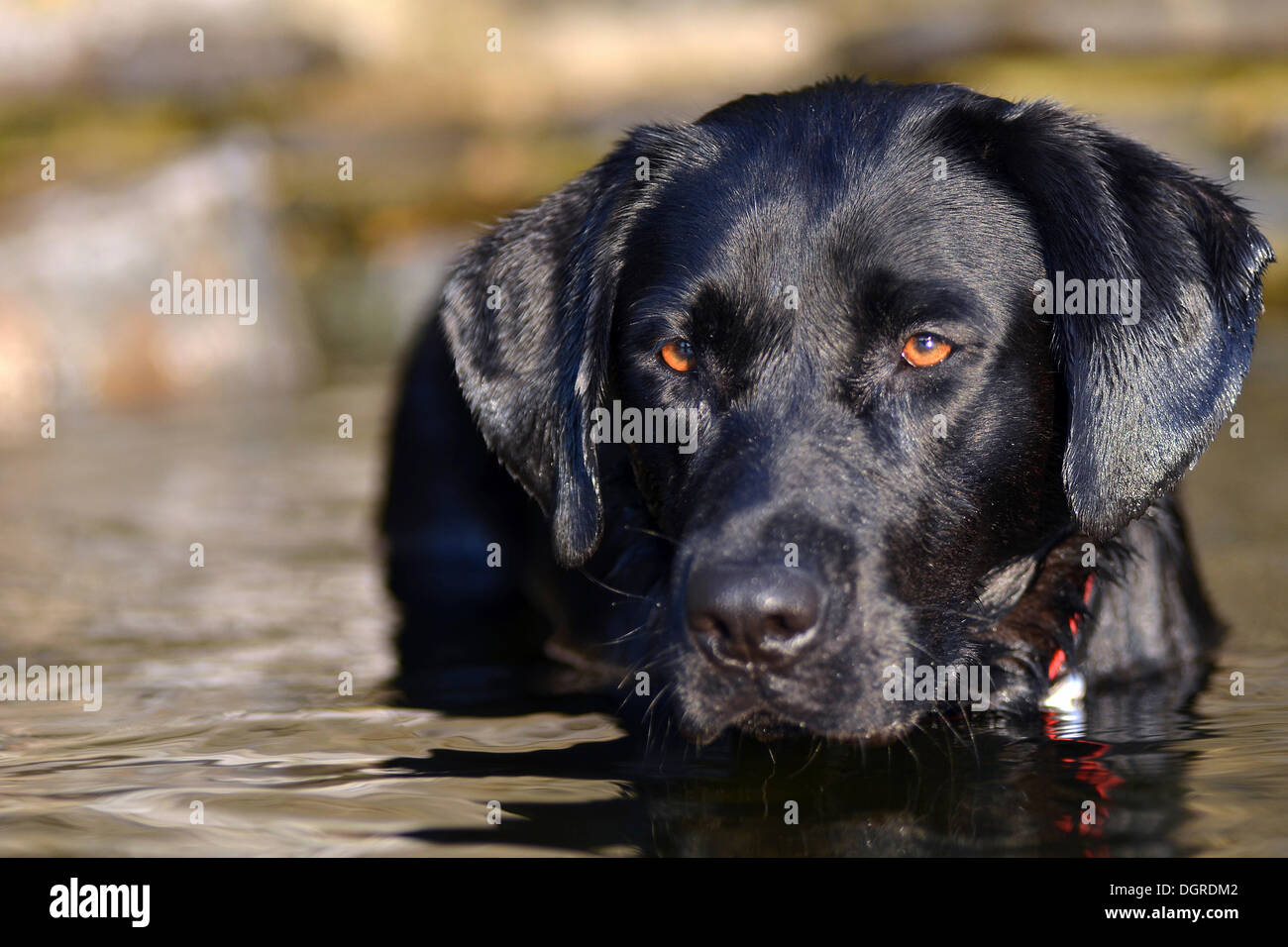 Jeune chien labrador noir debout dans l'eau Banque D'Images