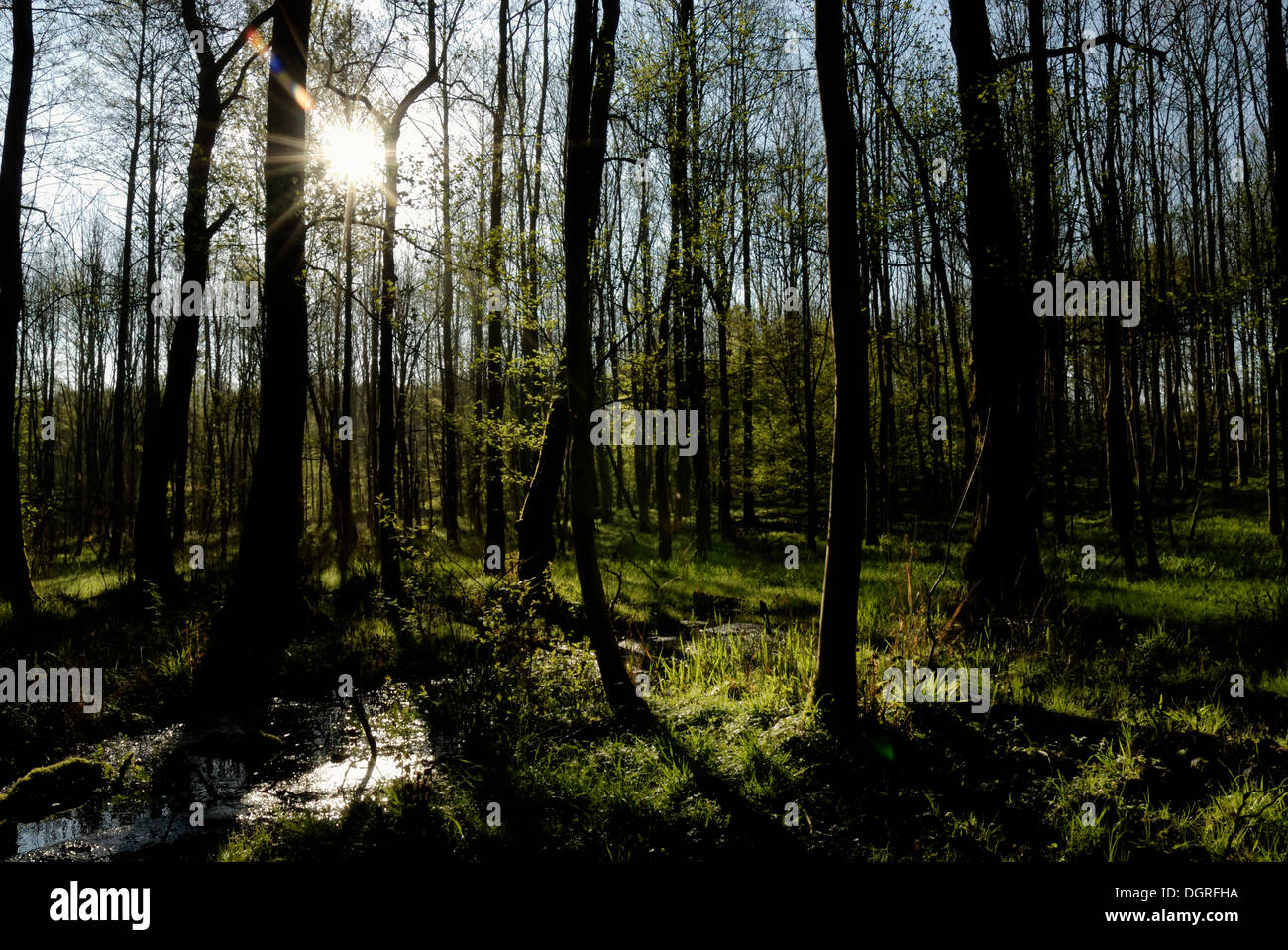 Printemps dans une forêt d'Aulnes Banque D'Images