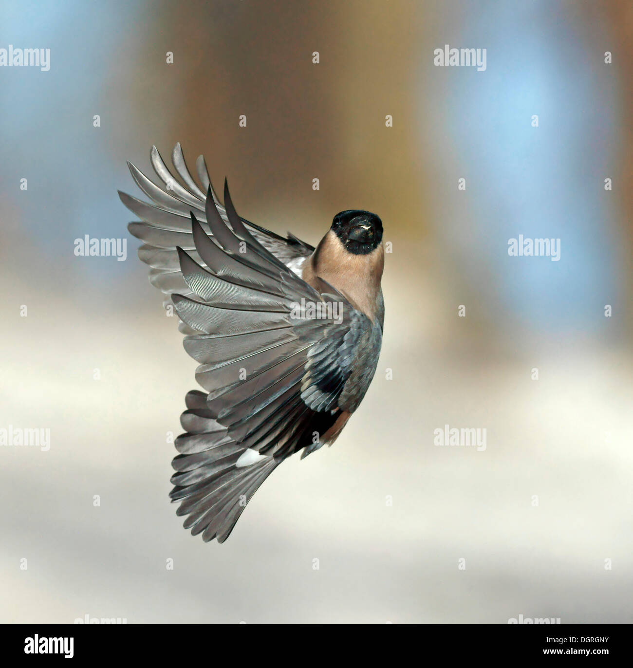 Canard colvert femelle (Pyrrhula pyrrhula) en vol Banque D'Images