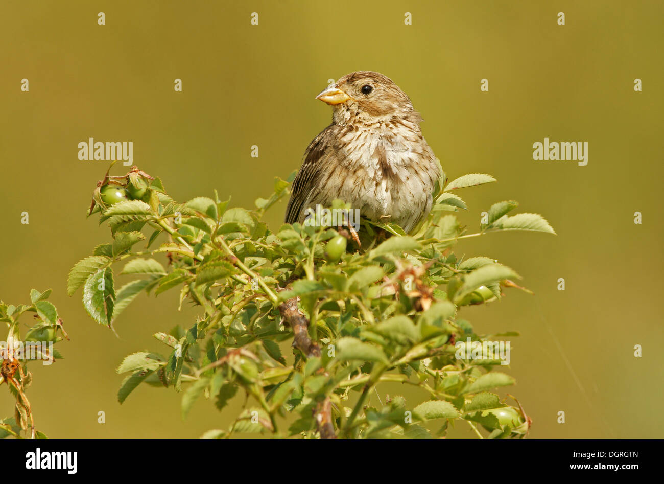 Bruant Proyer (Emberiza calandra), Bulgarie, Europe Banque D'Images