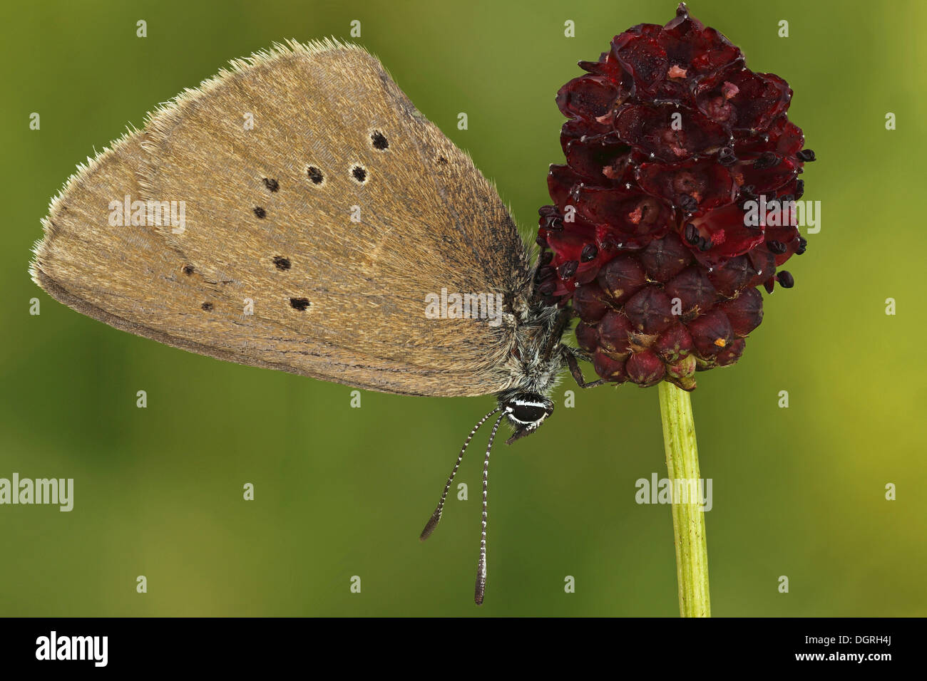 Grand papillon bleu sombre (Glaucopsyche nausithous) sur Pimprenelle (Sanguisorba officinalis), Bad Hersfeld, Hesse Banque D'Images