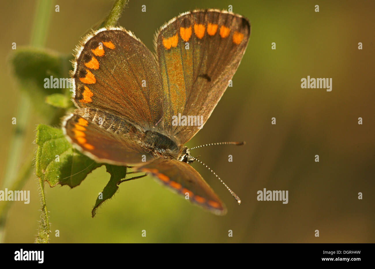 Argus brun Aricia agestis (papillon), la Bulgarie du nord, Bulgarie, Europe Banque D'Images