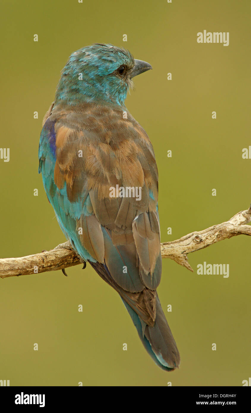 (Coracias garrulus European Roller) perché sur un point d'observation, de la Bulgarie, de l'Europe Banque D'Images