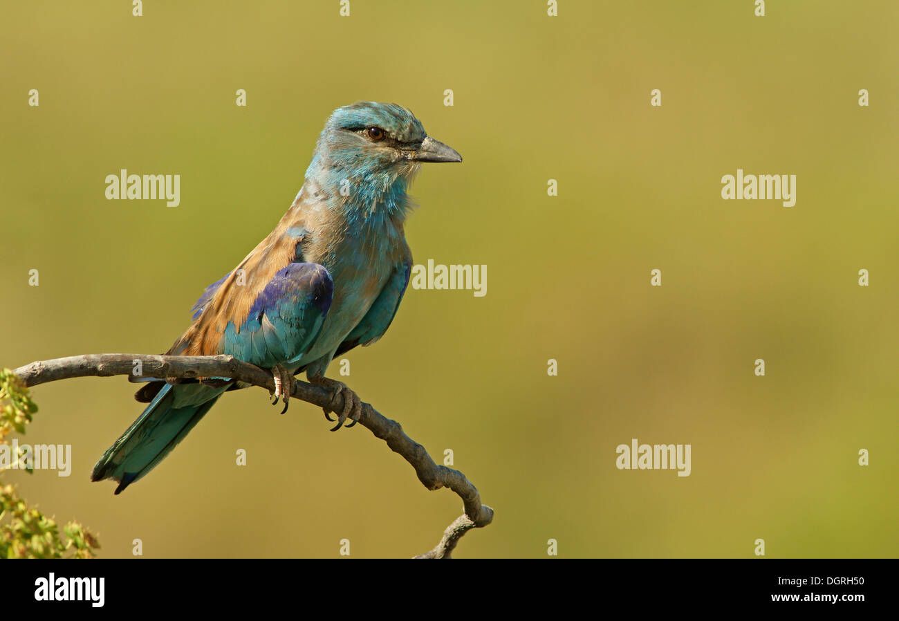 (Coracias garrulus European Roller) perché sur un point d'observation, de la Bulgarie, de l'Europe Banque D'Images