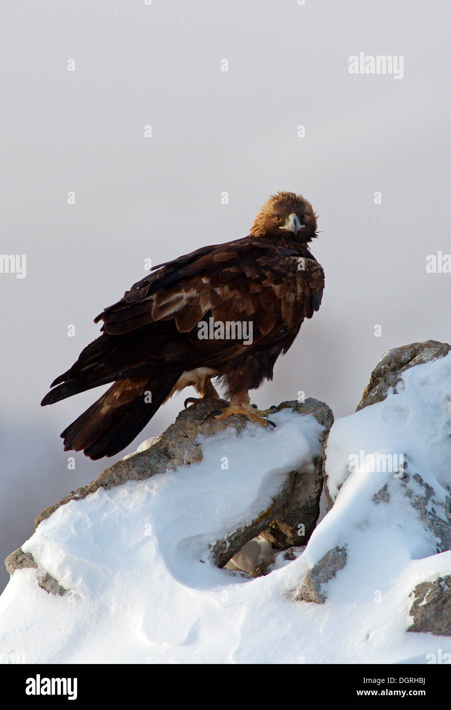 L'Aigle royal (Aquila chrysaetos), Bulgarie Banque D'Images