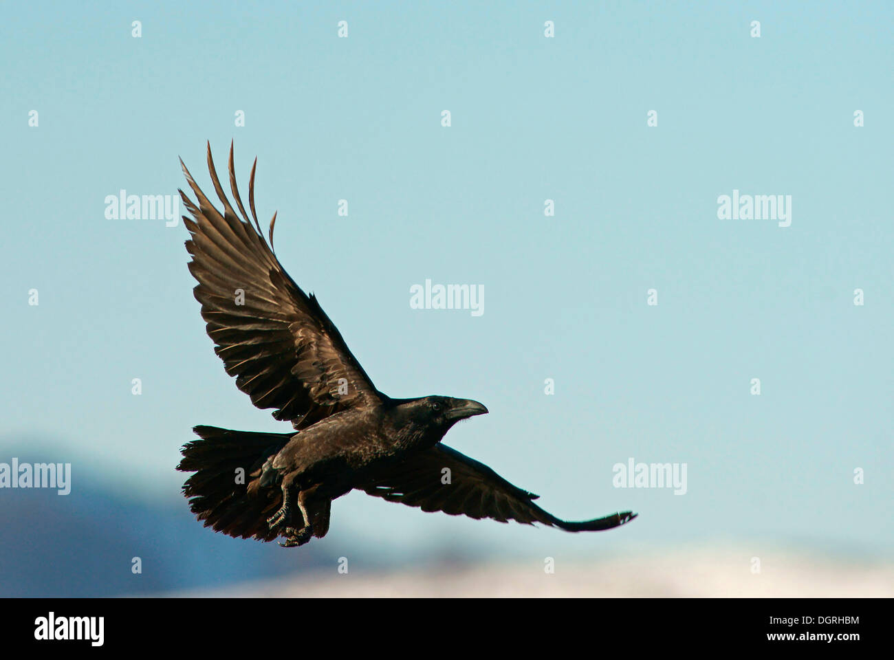 Grand Corbeau (Corvus corax), Naturpark Siniens Kamani, Bulgarie Banque D'Images