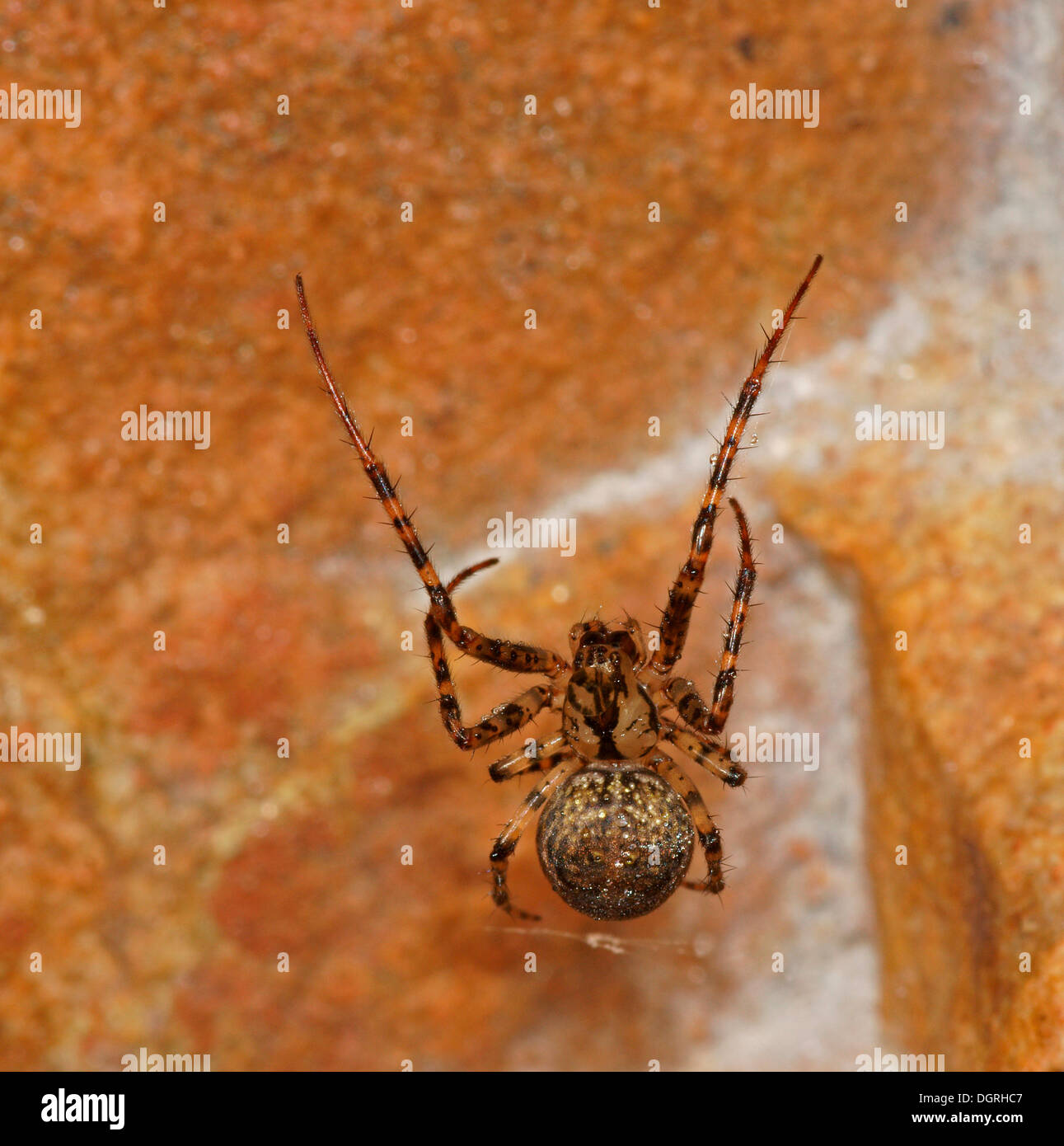 Metellina merianae (araignée), espèce d'araignées, tetragnathid Nordhessen, Bad Hersfeld, Hesse, Allemagne Banque D'Images